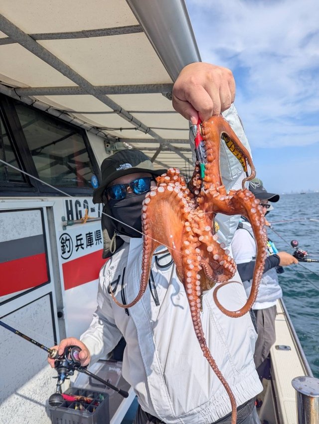 マダコ