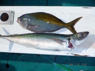 ハマチ(ブリ)・ウメイロ