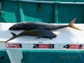 ハマチ(ブリ)