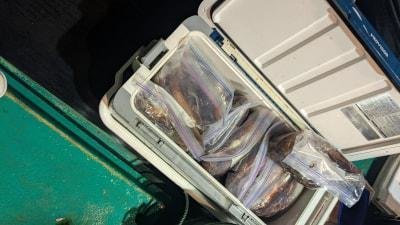 スルメイカ
