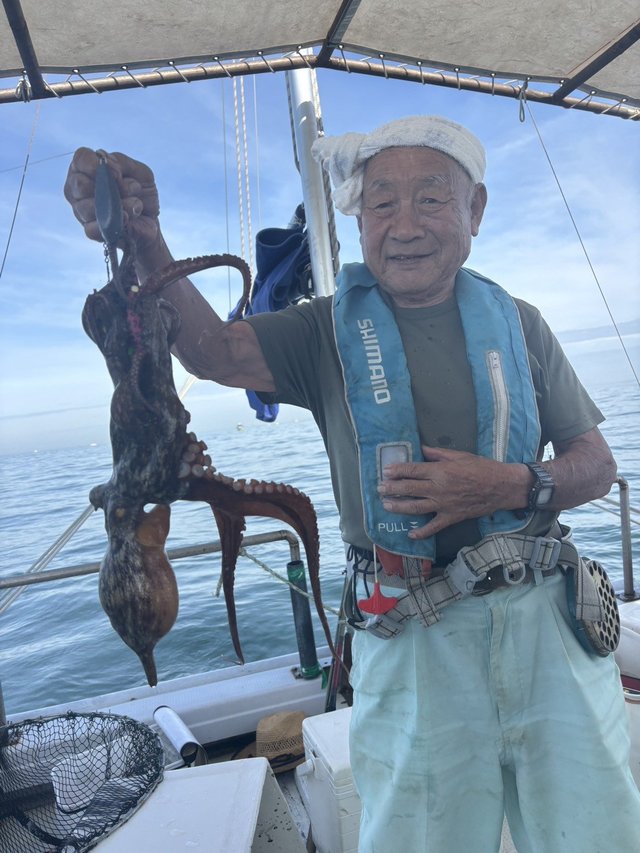 マダコ