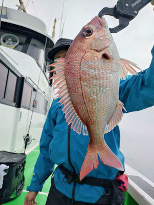 マダイ