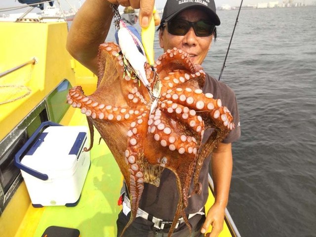 マダコ