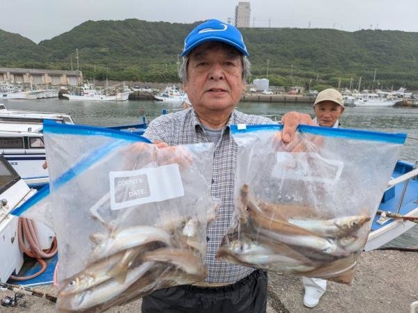 シロギス