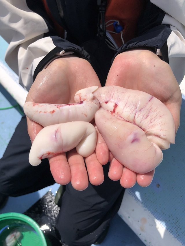ショウサイフグ