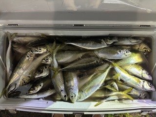 アジ(マアジ)