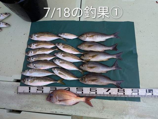マダイ・マアジ・イサキ