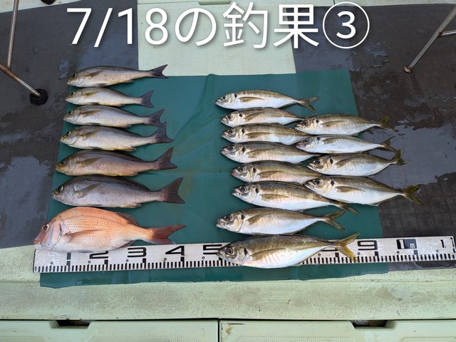 マダイ・マアジ・イサキ