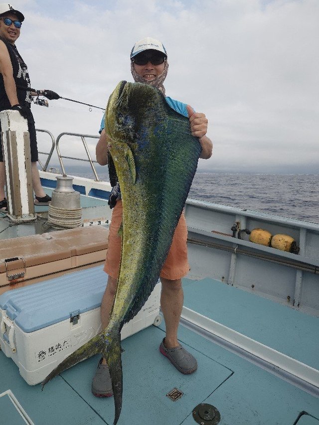 神奈川県で釣れたカツオの最新釣果、釣り情報【2026年7月】