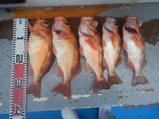 オキメバル(ウスメバル)