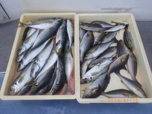 アジ(マアジ)・イサキ