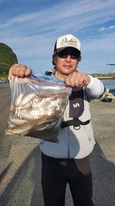 シロギス
