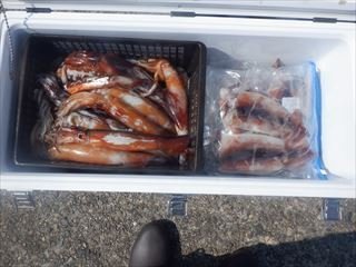 スルメイカ