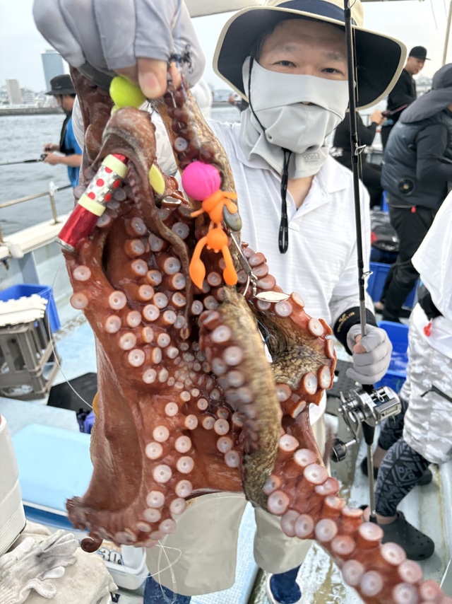 マダコ