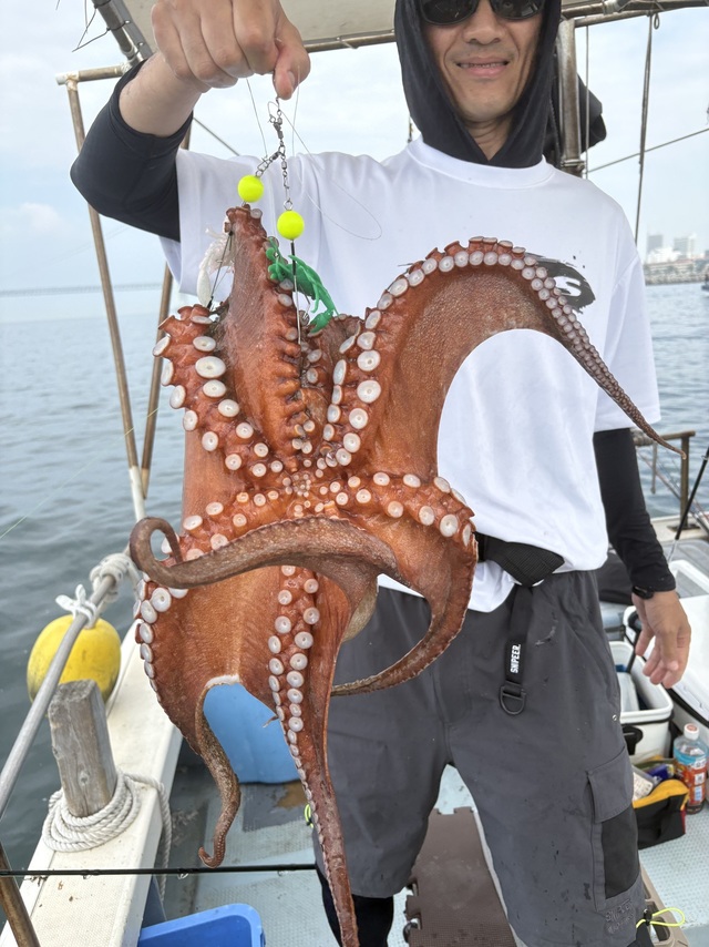 マダコ