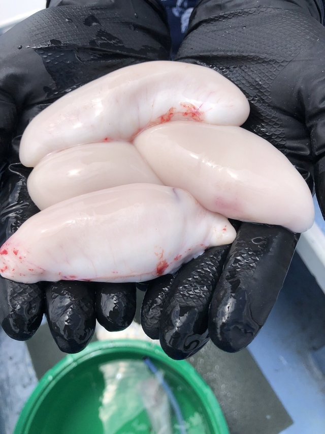 ショウサイフグ
