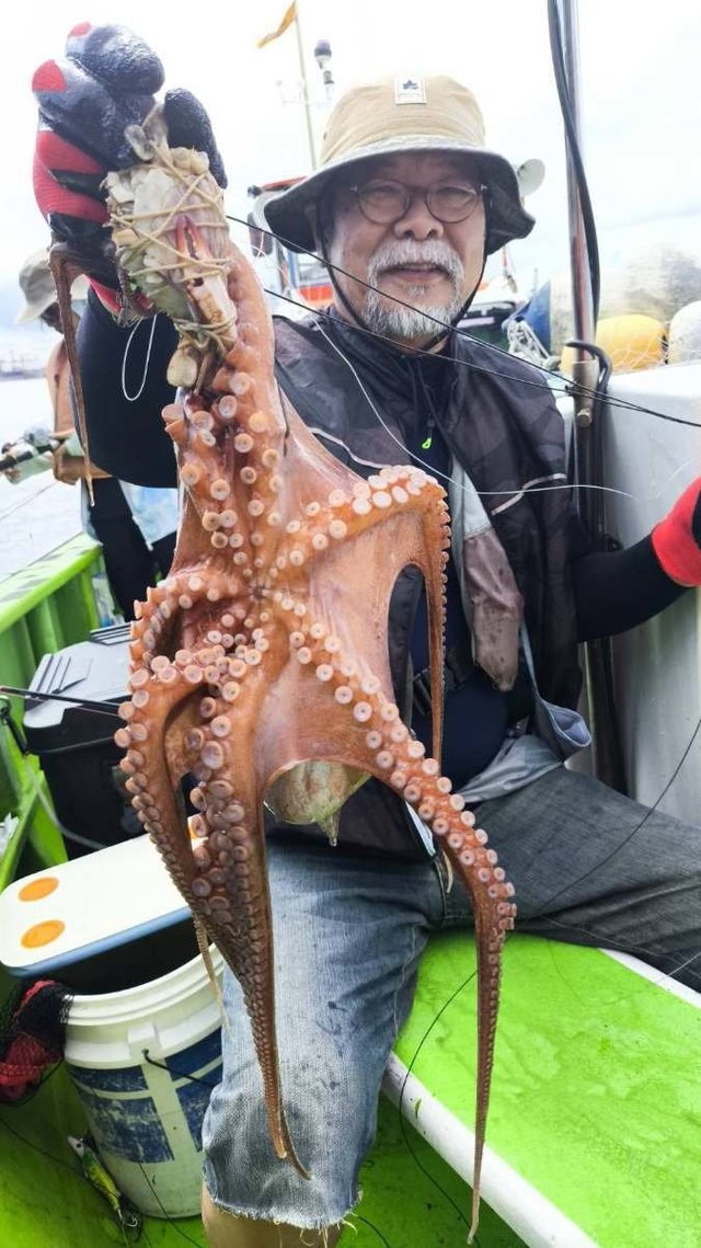 マダコ