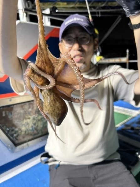 マダコ