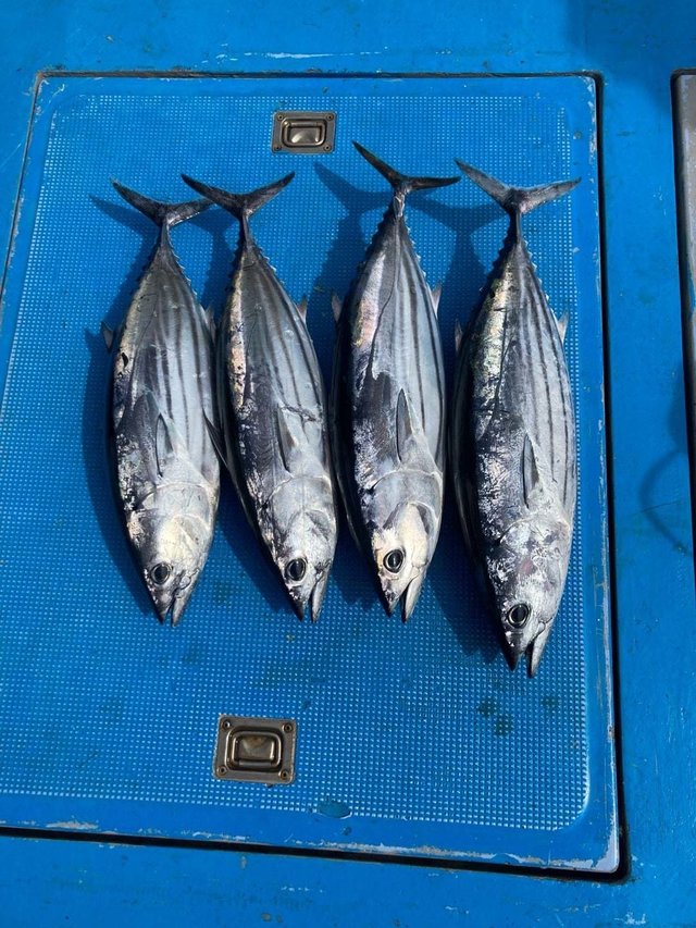 カツオ