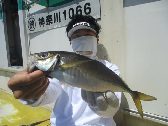 アジ(マアジ)
