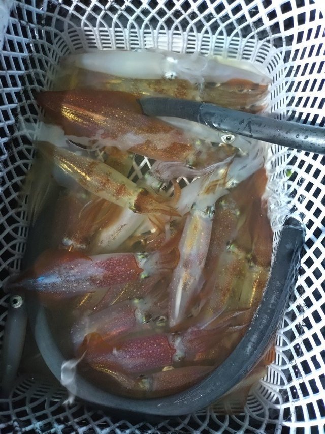 イカ(ケンサキイカ)