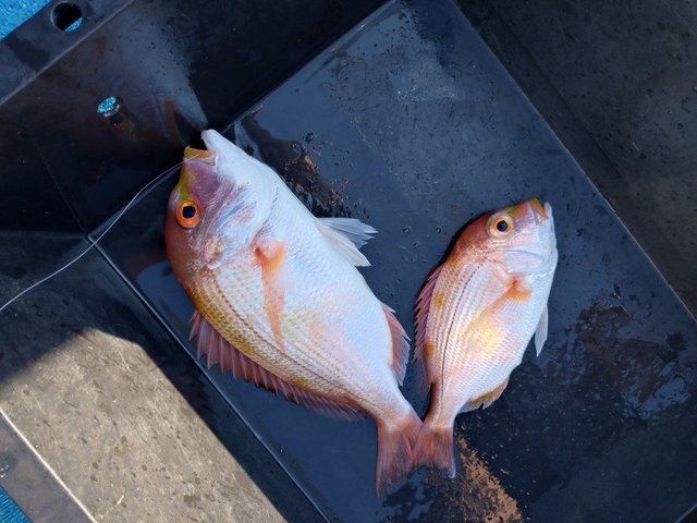関西で釣れたウマヅラハギの最新釣果、釣り情報【2026年7月】