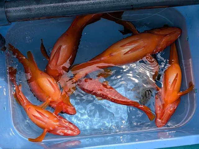アカハタ
