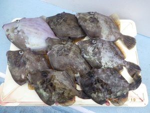 カワハギ