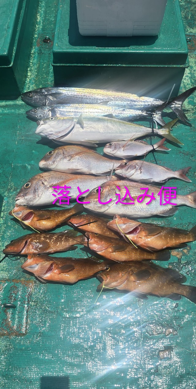 マダイ・アコウ(キジハタ)・ハマチ(ブリ)・サワラ