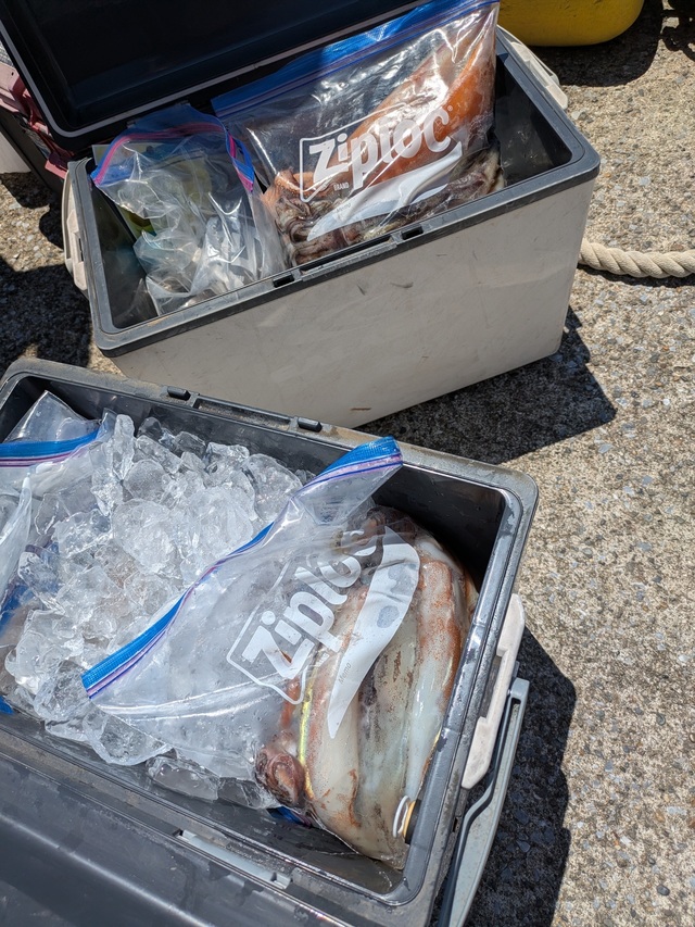 スルメイカ