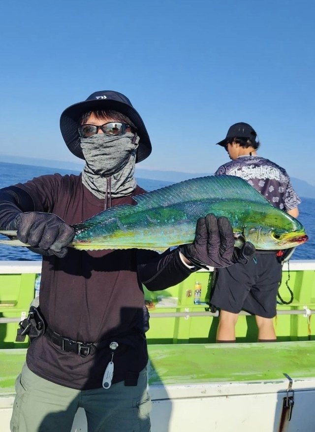 シイラ