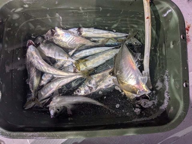 アジ(マアジ)