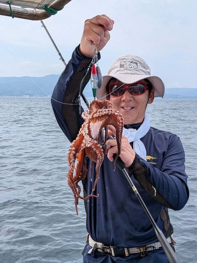マダコ