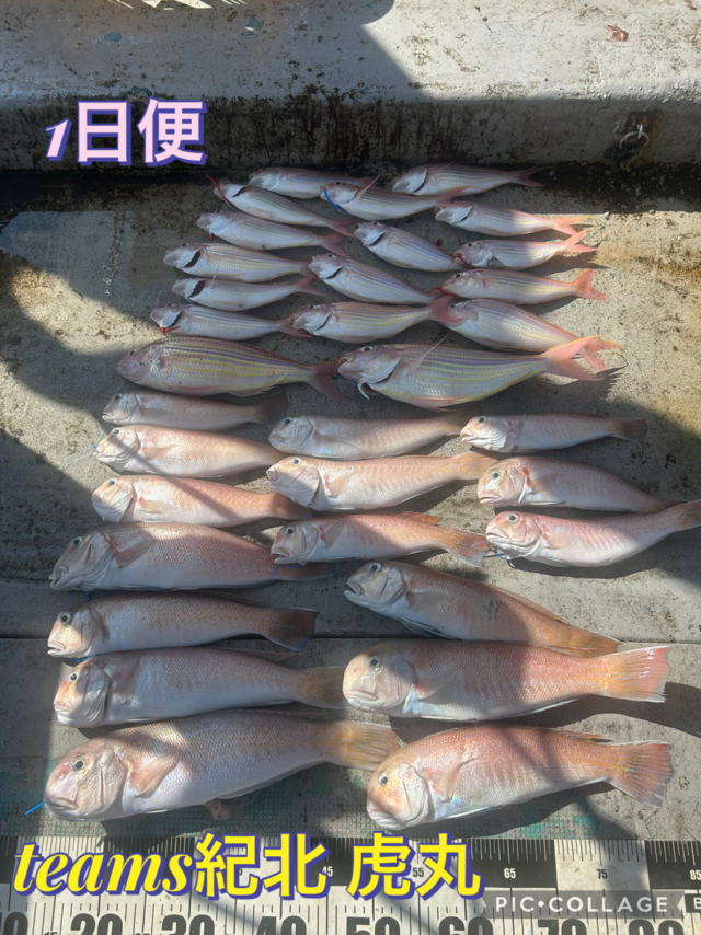 シロアマダイ