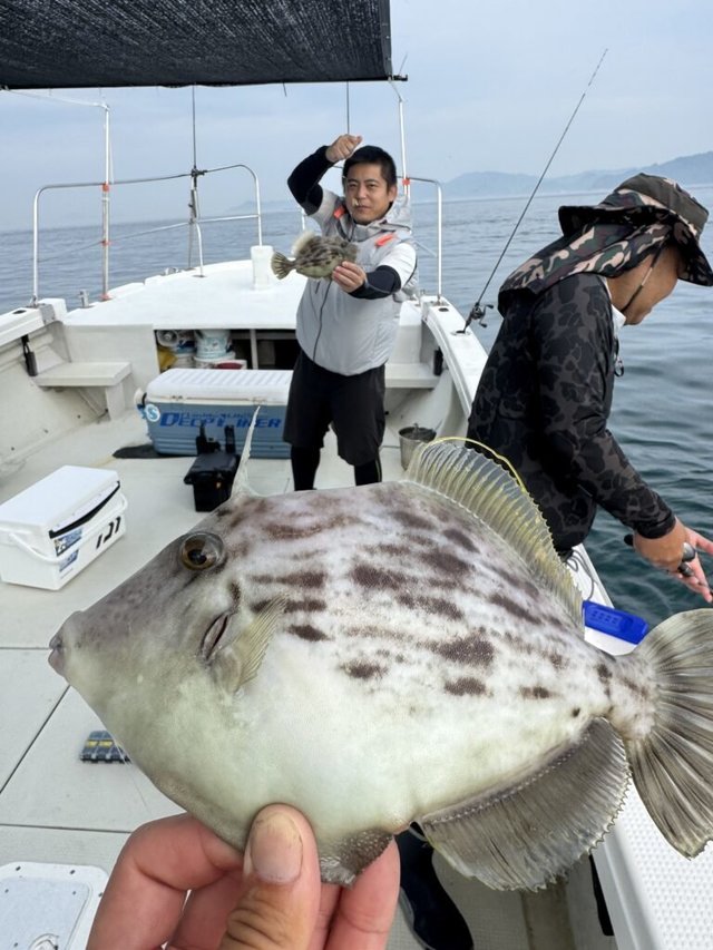カワハギ