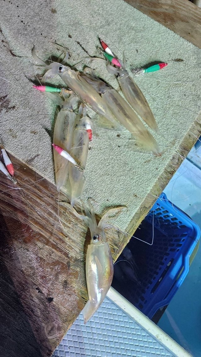 ムギイカ(スルメイカ)