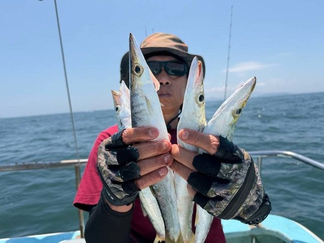 カマス(アカカマス)