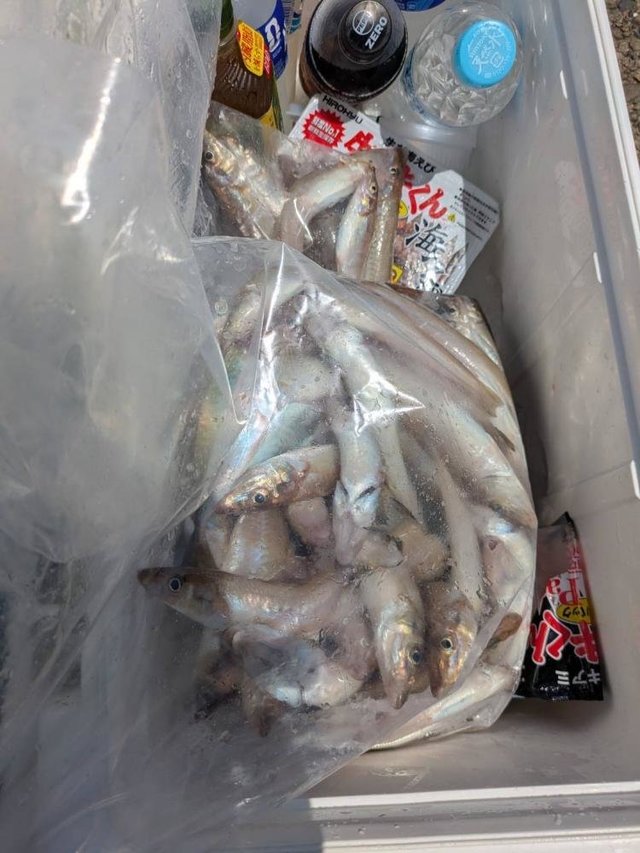 シロギス