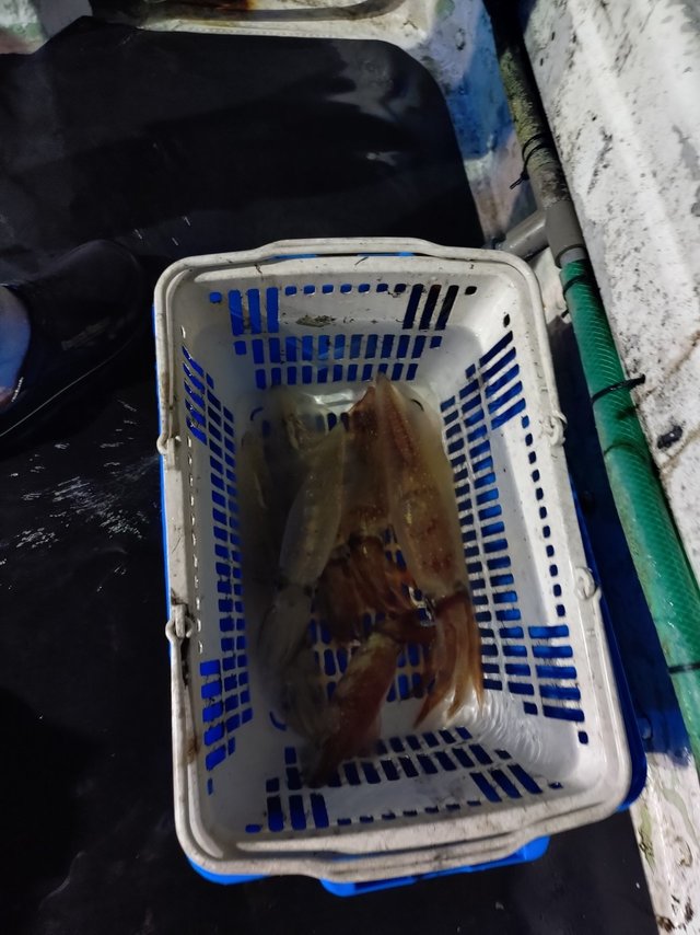 ケンサキイカ