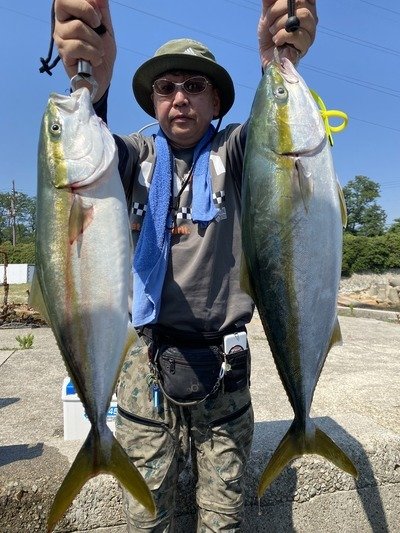 ハマチ(ブリ)