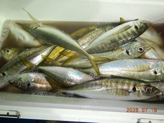 アジ(マアジ)