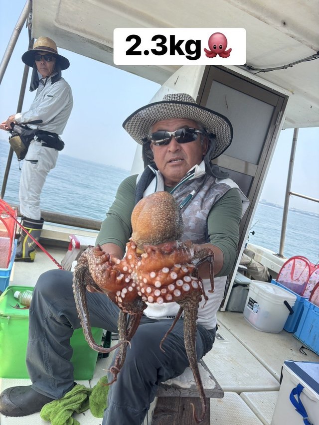 マダコ