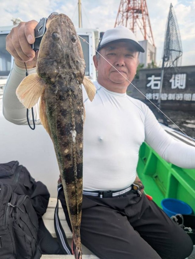 マゴチ