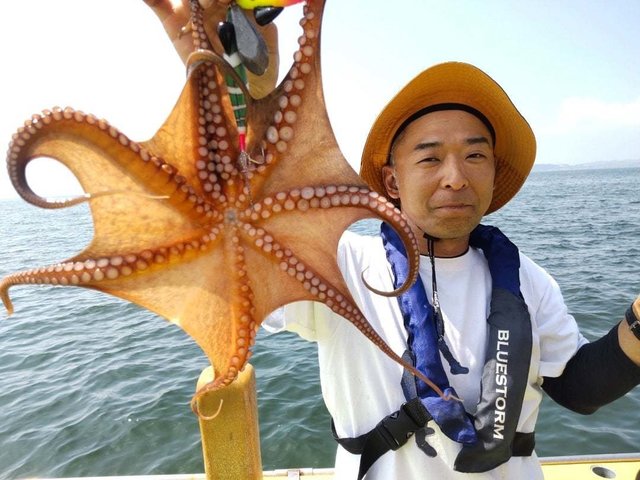 マダコ