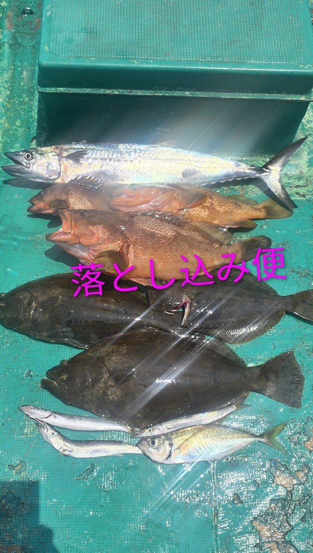 アコウ(キジハタ)・サゴシ(サワラ)・ヒラメ