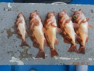 オキメバル(ウスメバル)