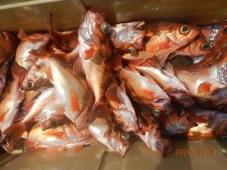 オキメバル(ウスメバル)