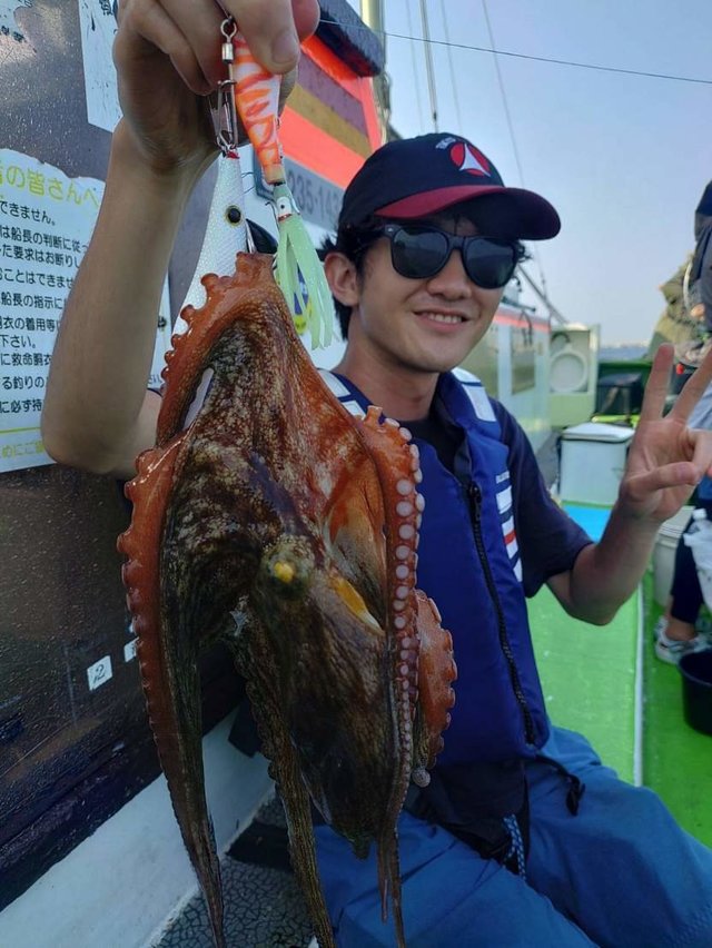 マダコ