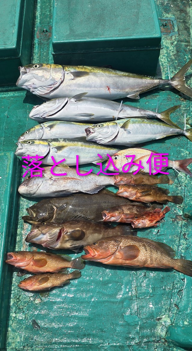 マダイ・クエ・アコウ(キジハタ)・ブリ・ヒラメ