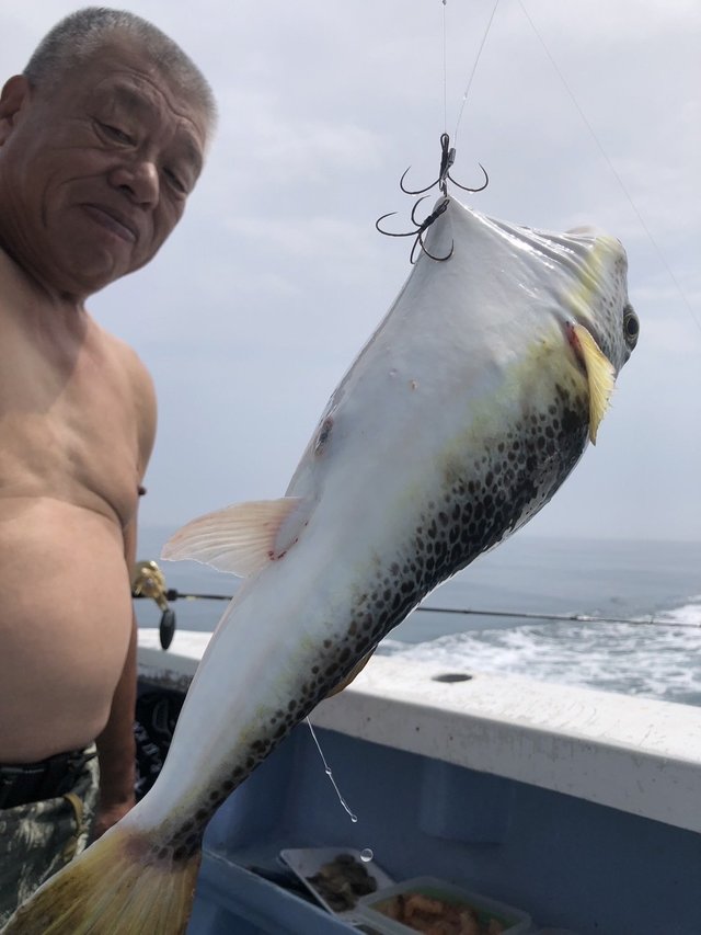 ショウサイフグ